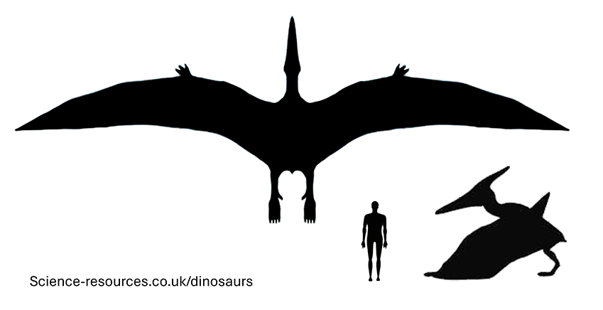 Jurassic Park Pteranodon size compared to an adult human.
